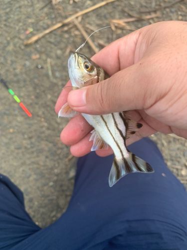 コトヒキの釣果