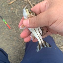コトヒキ