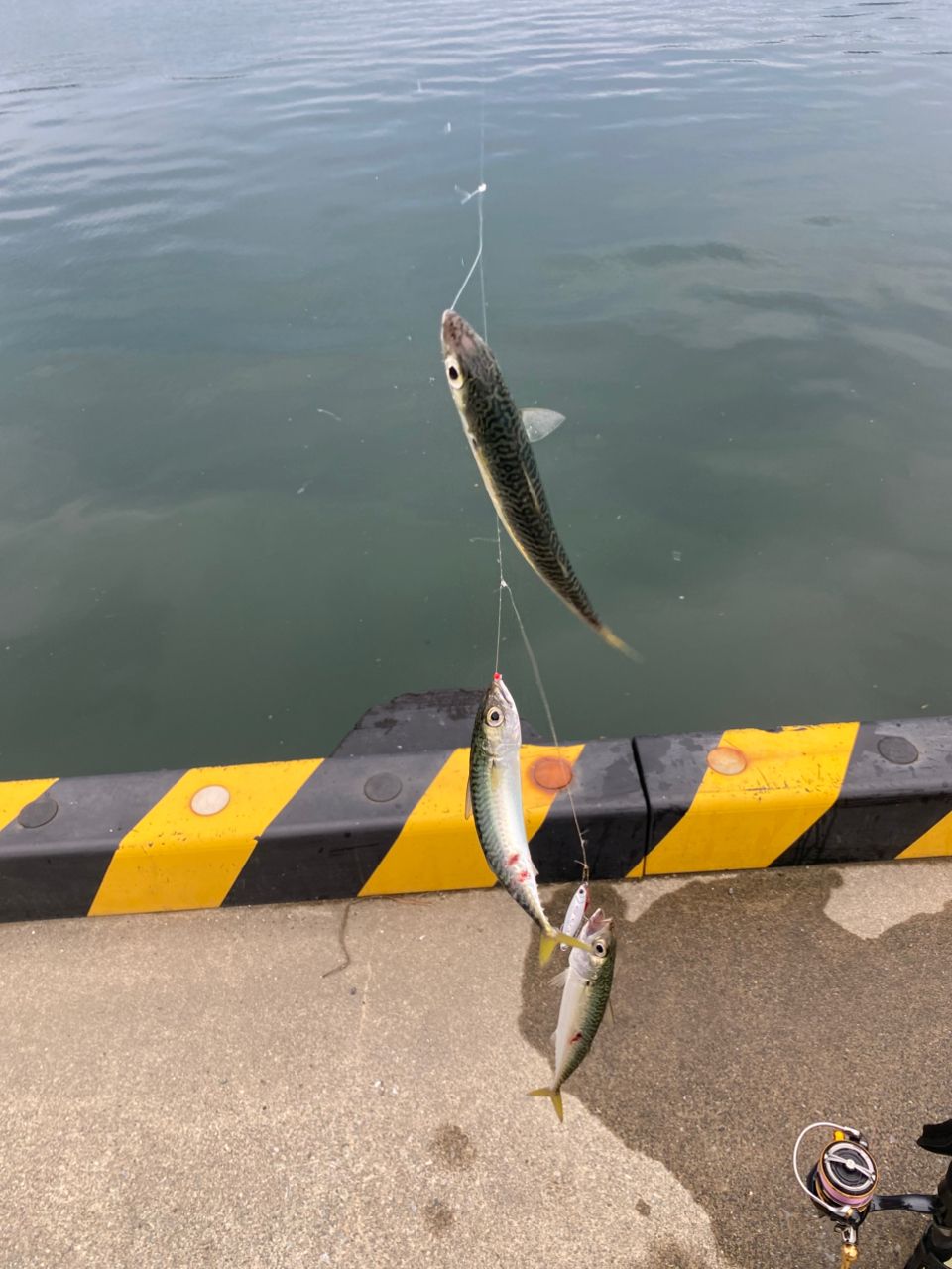 アジ