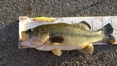 ラージマウスバスの釣果