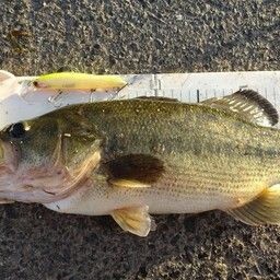 ラージマウスバス