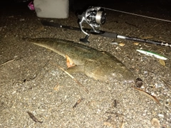 マゴチの釣果