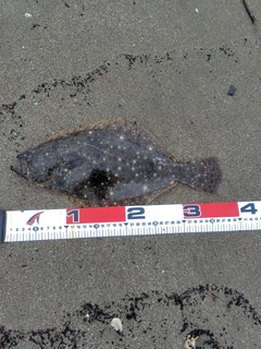 ソゲの釣果