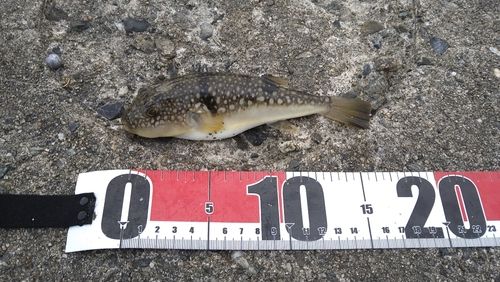 クサフグの釣果