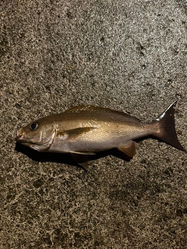 イサキの釣果