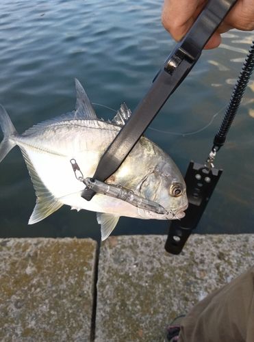 メッキの釣果