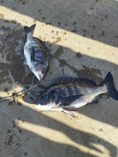 クロダイの釣果