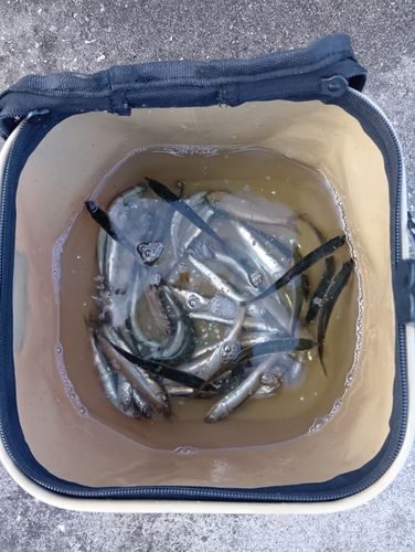 カタクチイワシの釣果