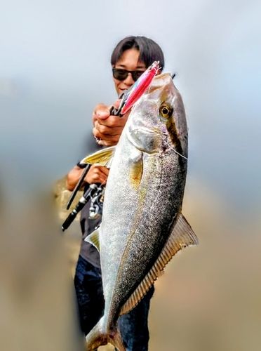 ショゴの釣果
