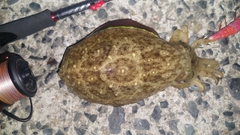 コウイカの釣果