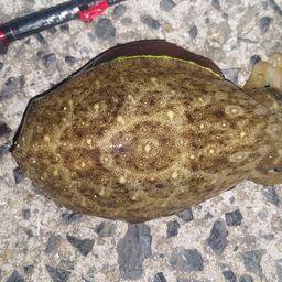コウイカ