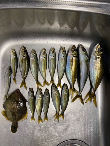アジの釣果