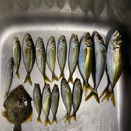 アジ