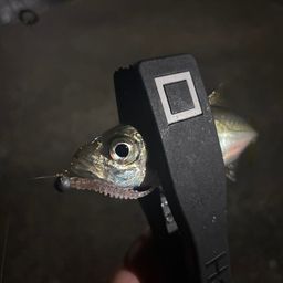 アジ