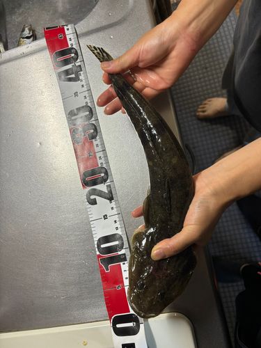 マゴチの釣果