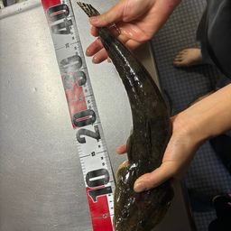 マゴチ