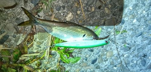 コノシロの釣果