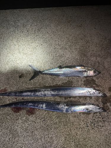 唐泊漁港