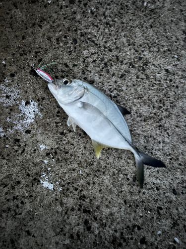 メッキの釣果
