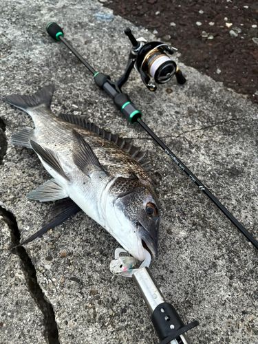 チヌの釣果