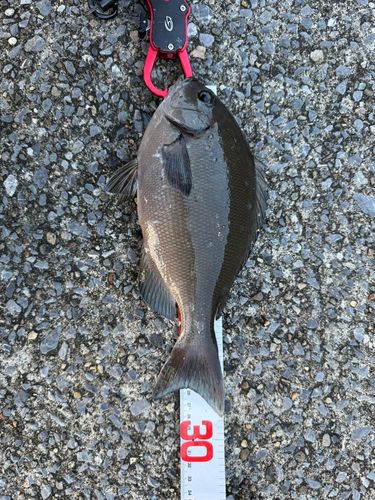 メジナの釣果