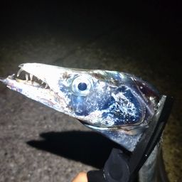 タチウオ