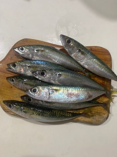日明海峡釣り公園