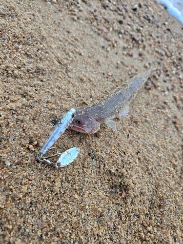 エソの釣果