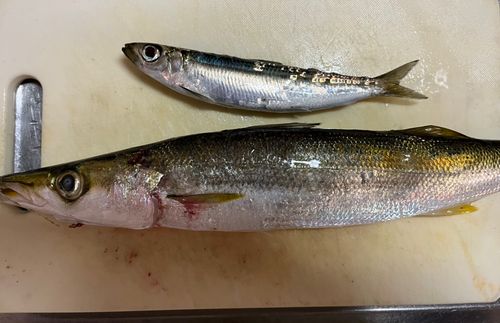 アカカマスの釣果