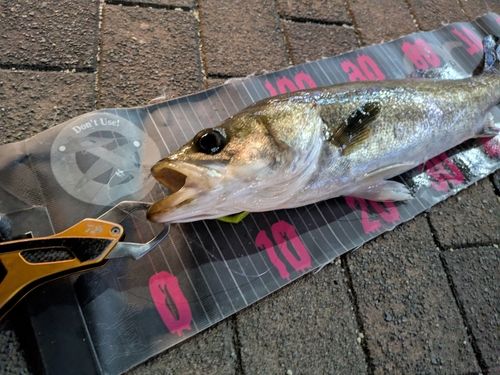 シーバスの釣果