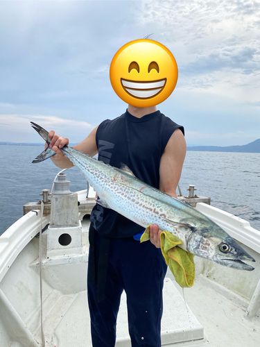 サワラの釣果
