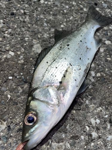セイゴ（マルスズキ）の釣果