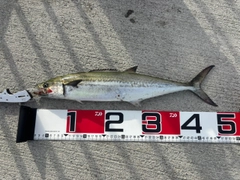 サゴシの釣果