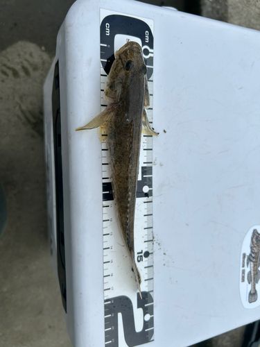 ハゼの釣果