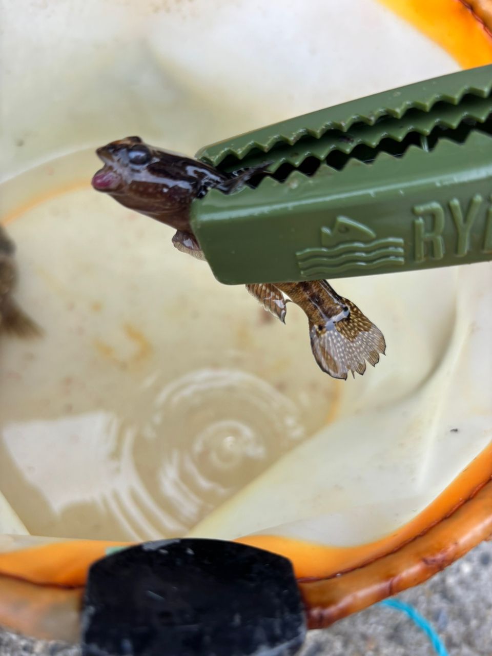 カサゴ