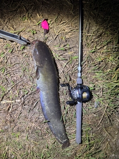 ニホンナマズの釣果