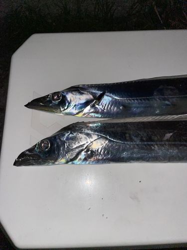 タチウオの釣果