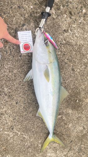 ハマチの釣果