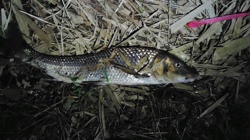 ニゴイの釣果