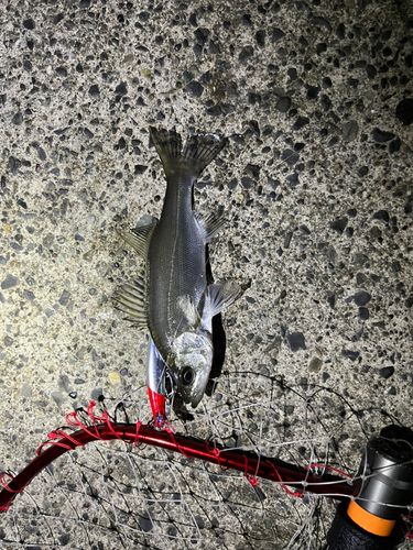 セイゴ（ヒラスズキ）の釣果