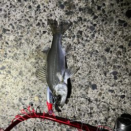 セイゴ（ヒラスズキ）