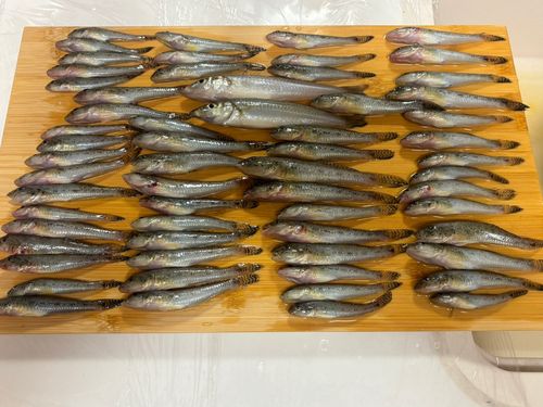 セントレア常滑港前島