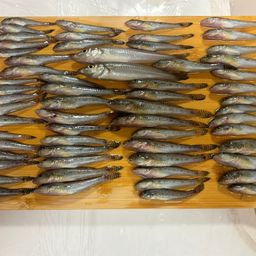 マハゼ