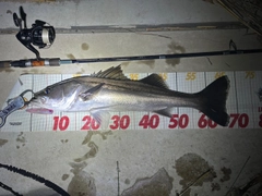 シーバスの釣果