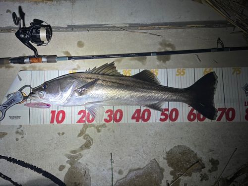 シーバスの釣果