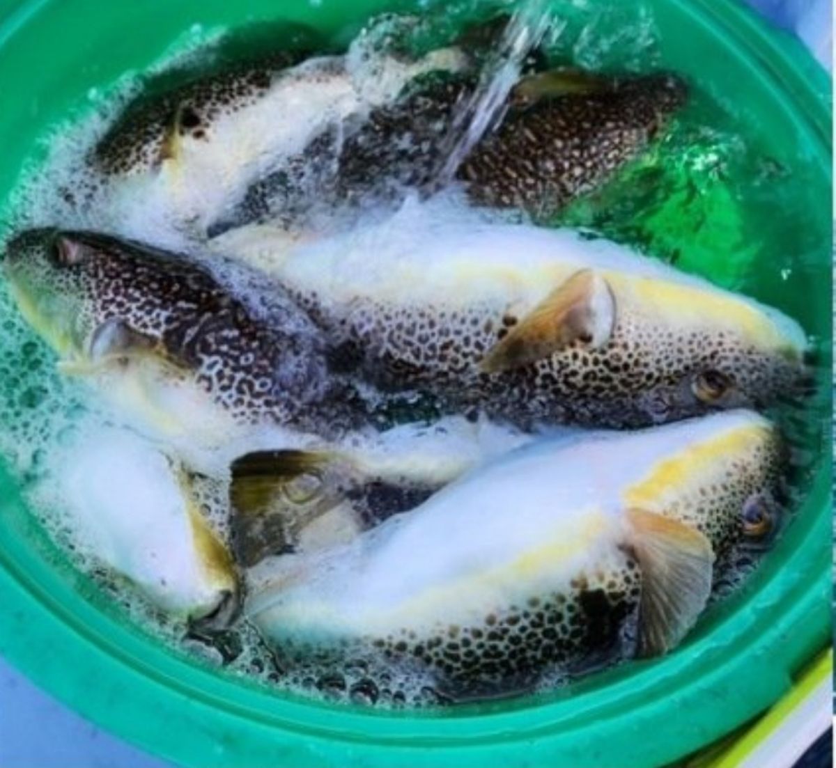 ポチョムキン上司の2番弟子さんの釣果 3枚目の画像
