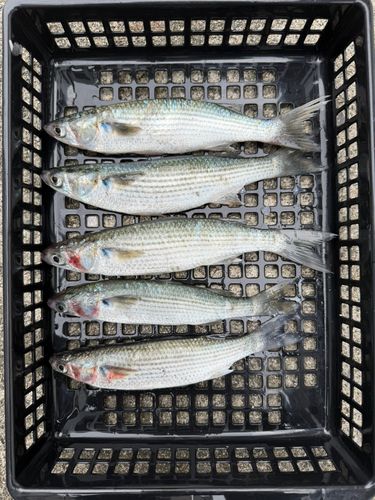 ボラの釣果