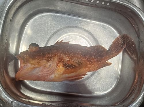 カサゴの釣果