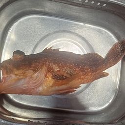 カサゴ