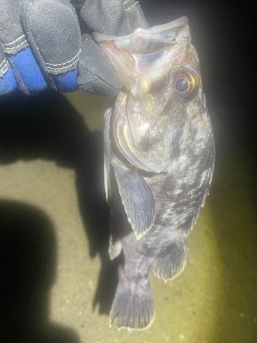 クロソイの釣果